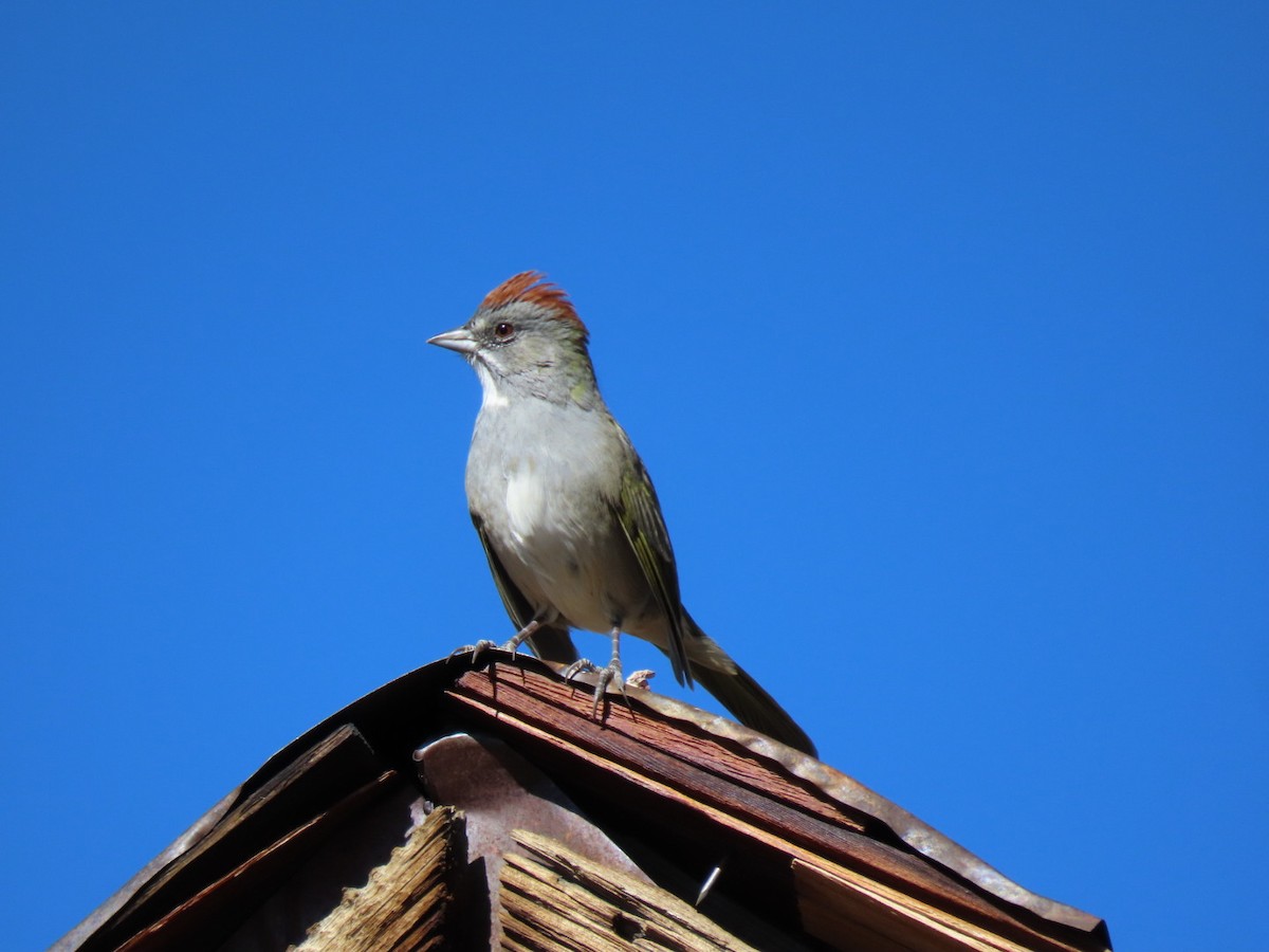 Green-tailed Towhee - ML609324697