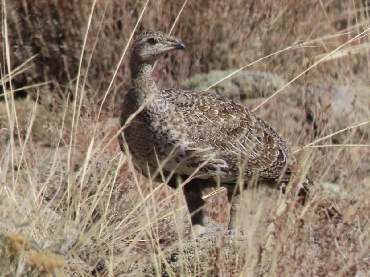 Beifußhuhn - ML609324714