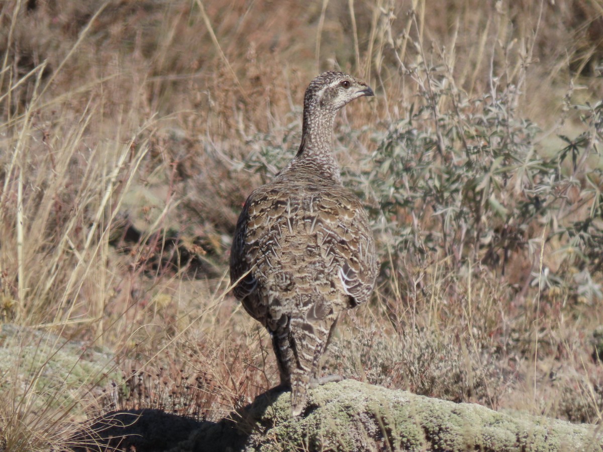 Greater Sage-Grouse - ML609324715