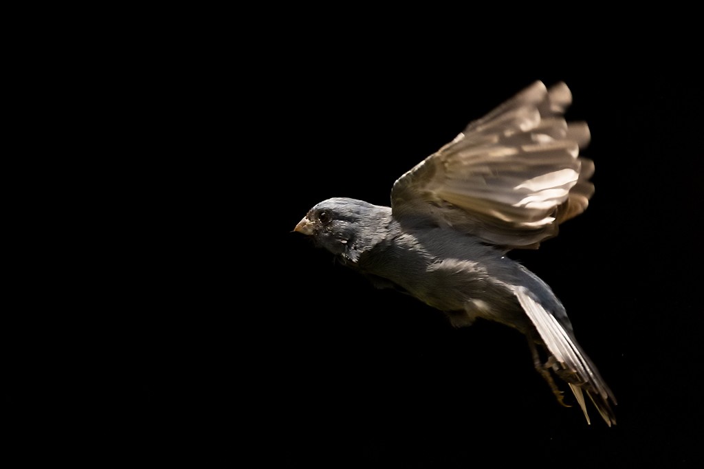 Blue Seedeater (Slate-blue) - ML609324787