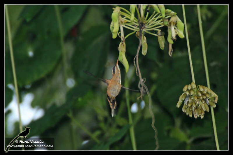 Streifenkehl-Schattenkolibri - ML609325114