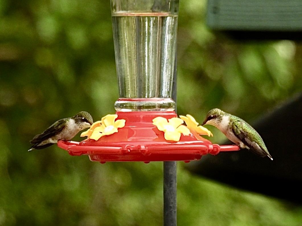 Ruby-throated Hummingbird - ML609325211
