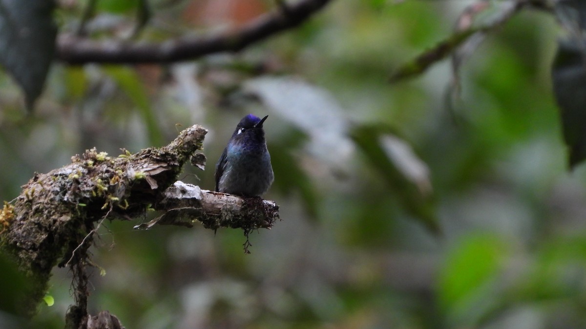 Violet-headed Hummingbird - ML609325275