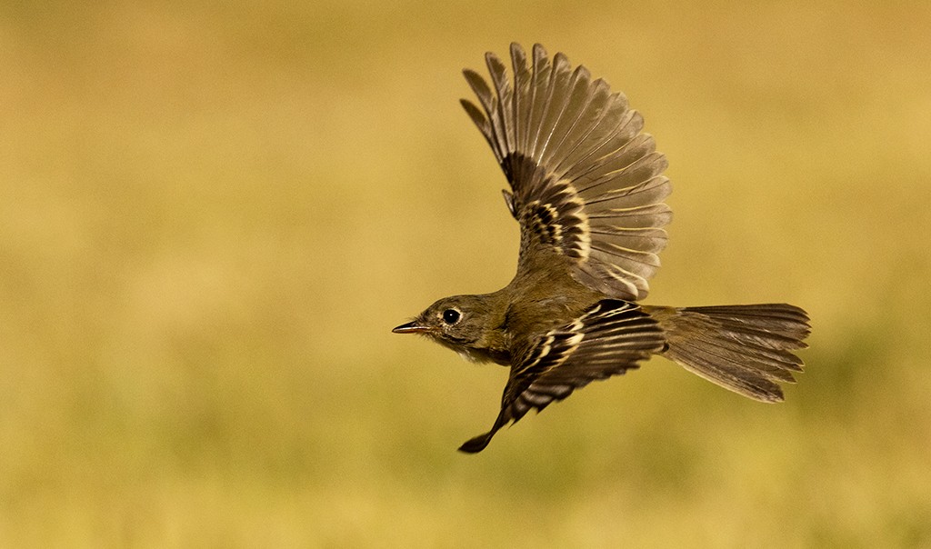 Dusky Flycatcher - ML609325299