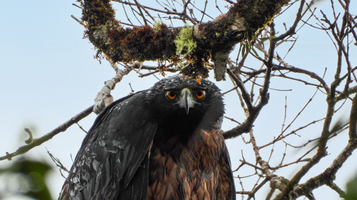 Black-and-chestnut Eagle - ML609325302