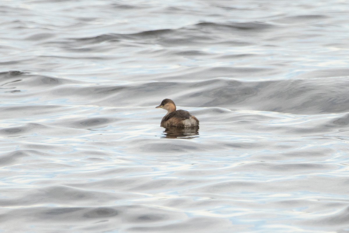 Little Grebe - ML609325315