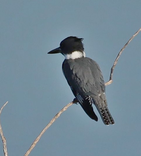 Belted Kingfisher - Kenneth  Thompson