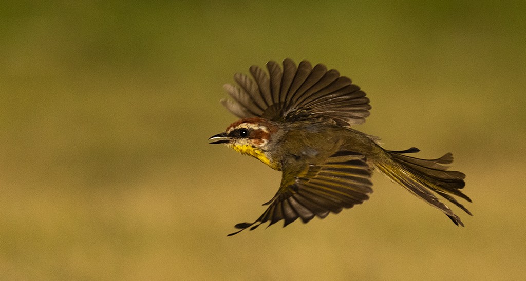 Rufous-capped Warbler - ML609325333