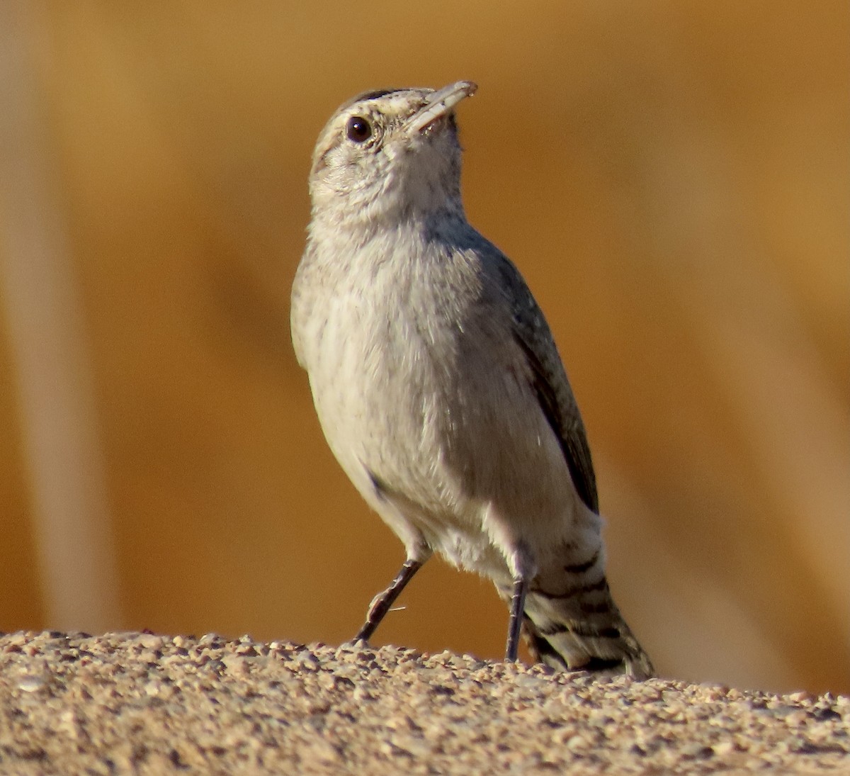 Rock Wren - ML609325335