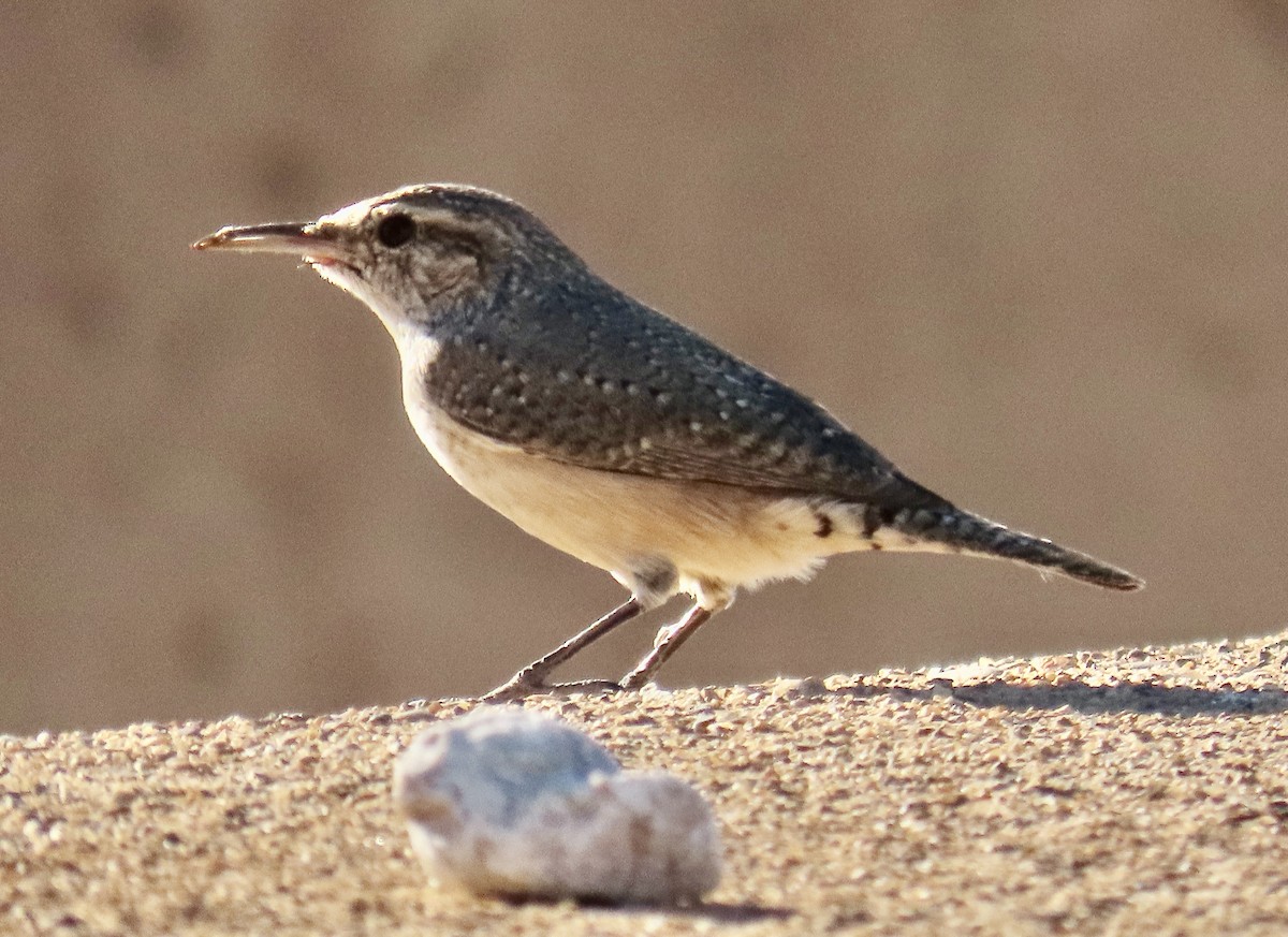 Rock Wren - ML609325336