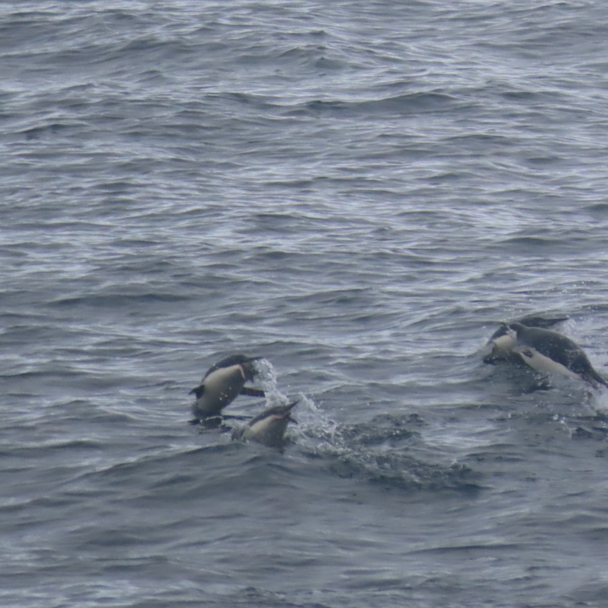 Chinstrap Penguin - ML609325346