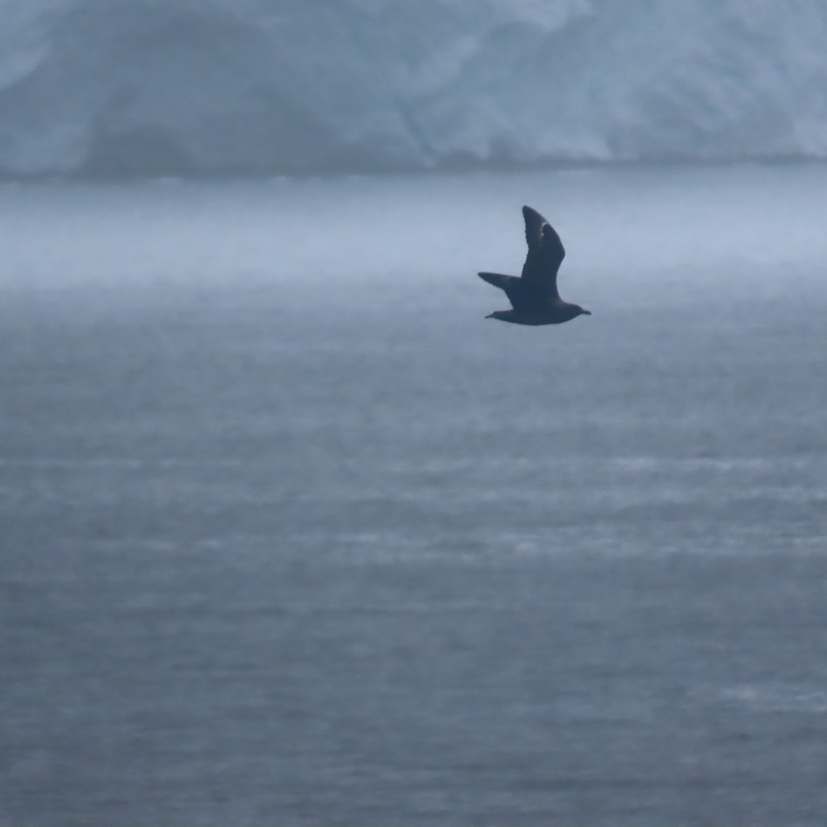 South Polar Skua - ML609325380