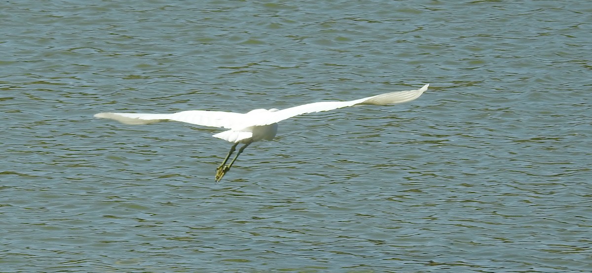 Snowy Egret - ML609325396