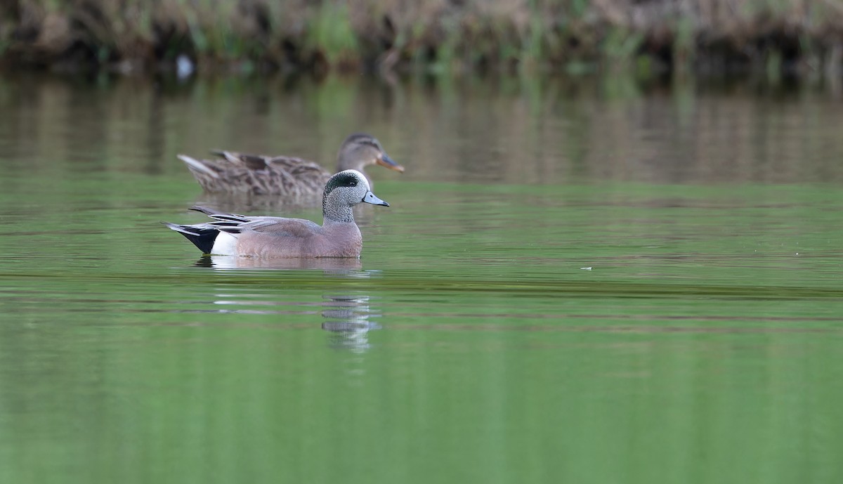 American Wigeon - ML609325800