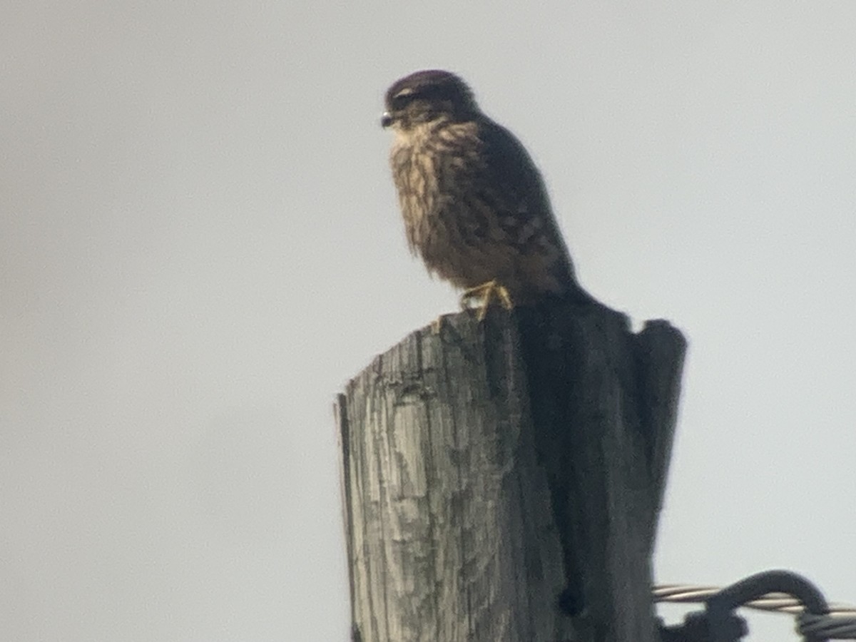 Merlin - ML609325803