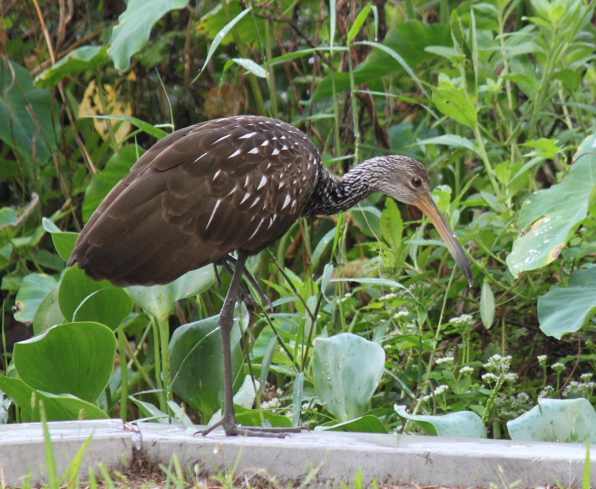 Limpkin - ML609325806