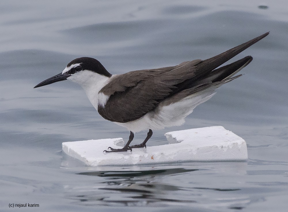 Bridled Tern - Rejaul Karim