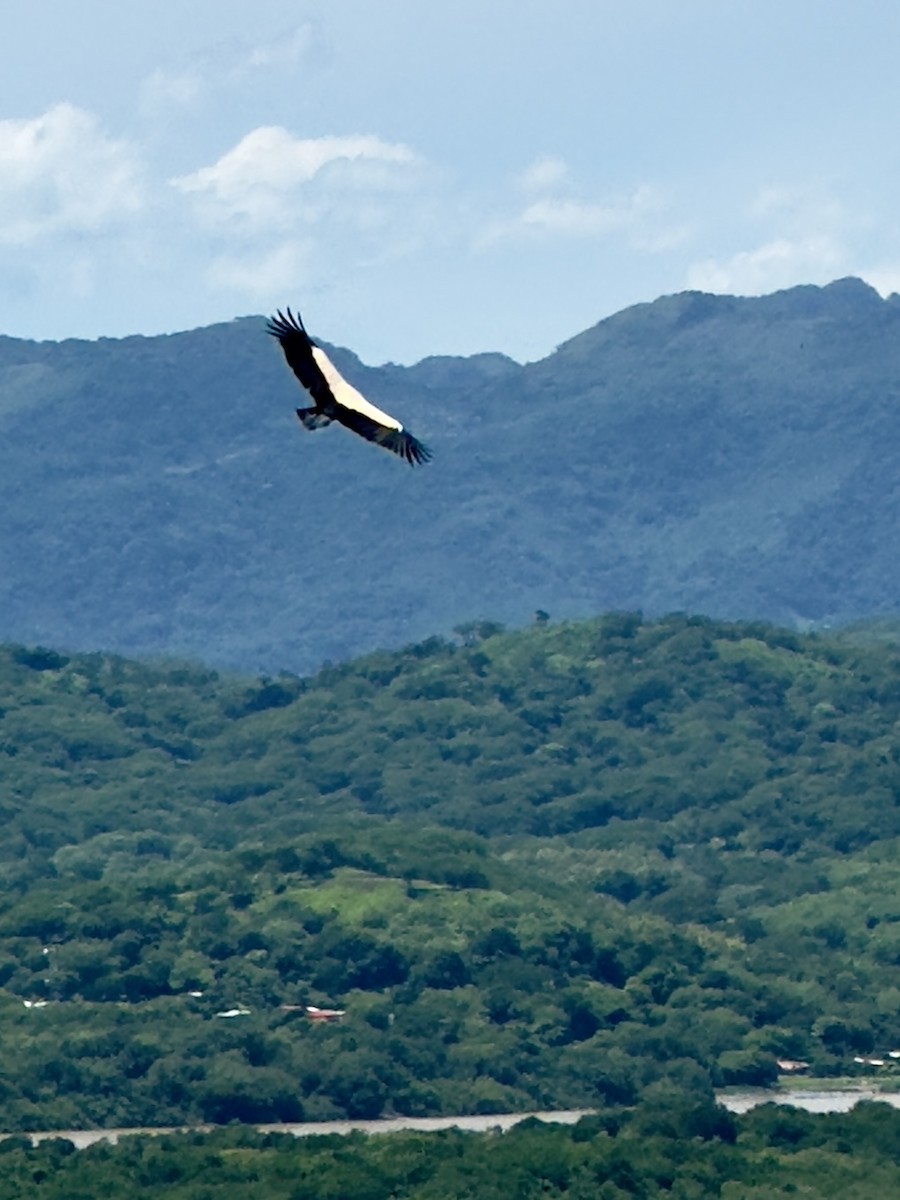 King Vulture - George Mayfield