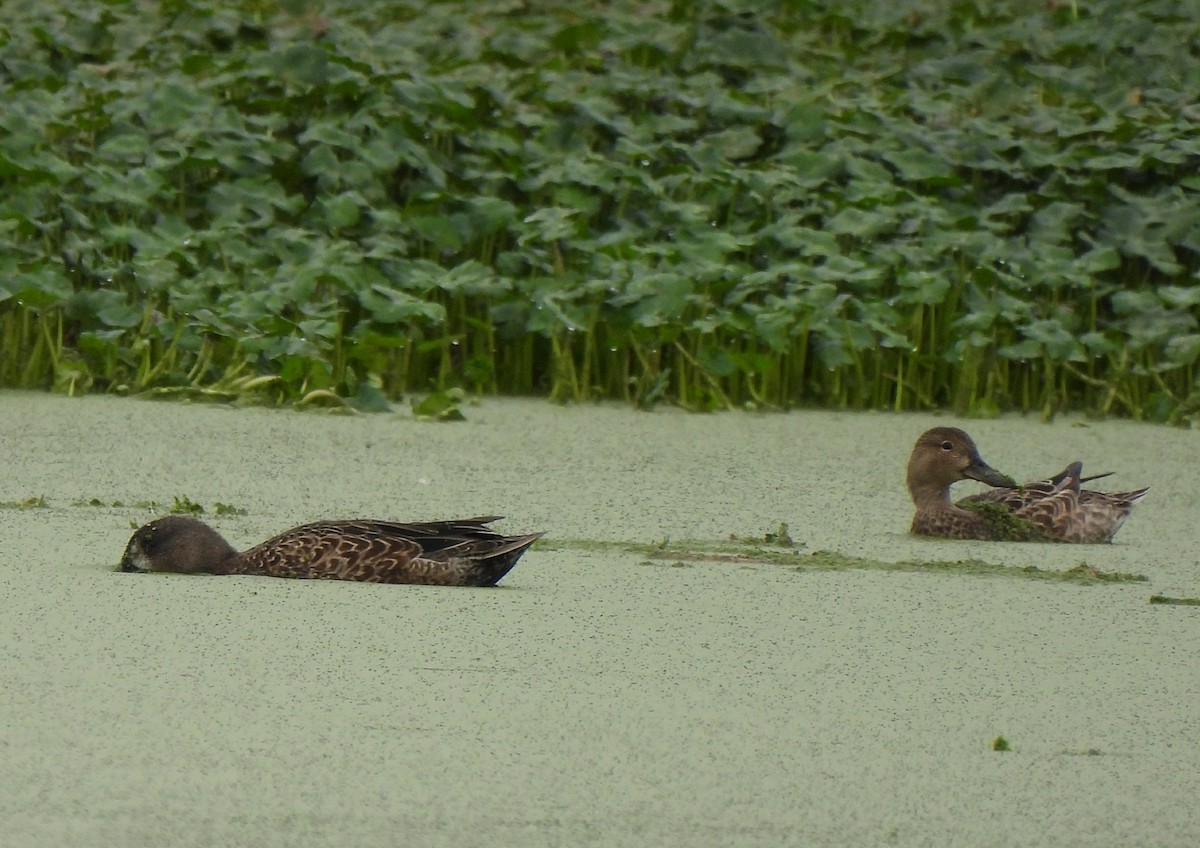 Blue-winged Teal - ML609326046