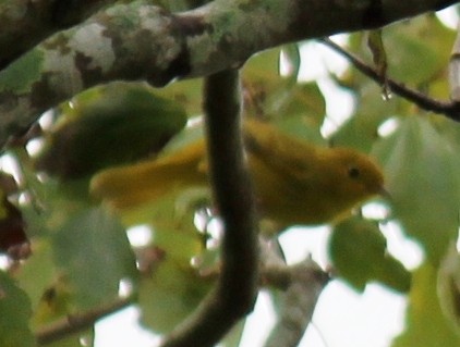Yellow Warbler (Northern) - ML609326077