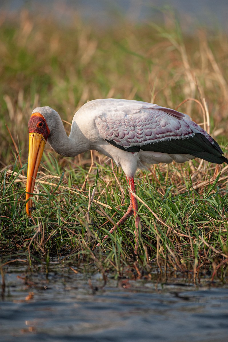 Yellow-billed Stork - Vitalii Filiuchkov