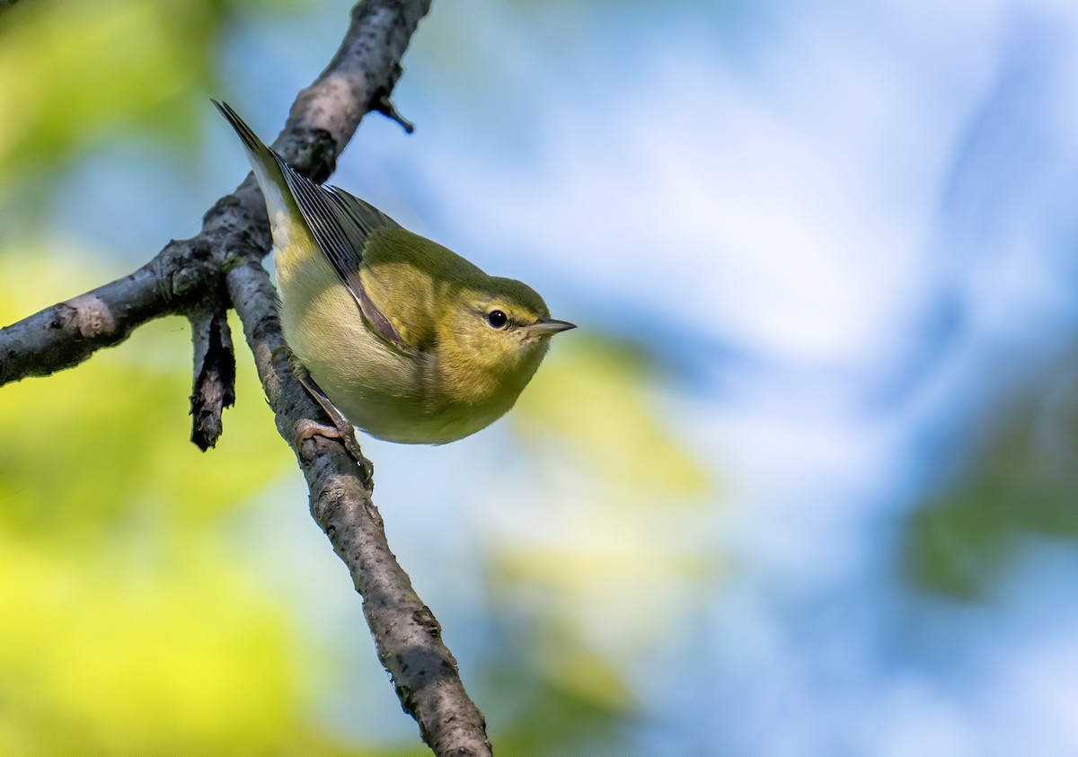 Tennessee Warbler - ML609326218