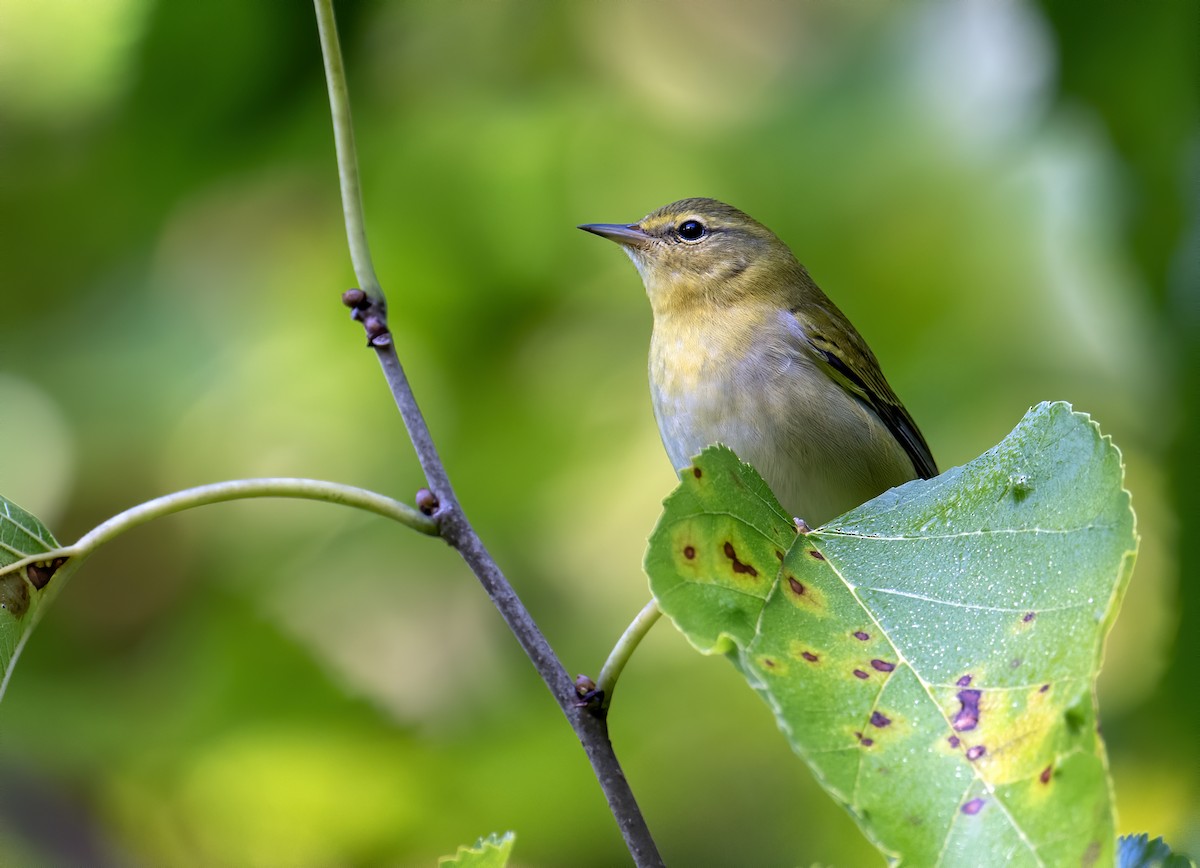 Tennessee Warbler - ML609326219