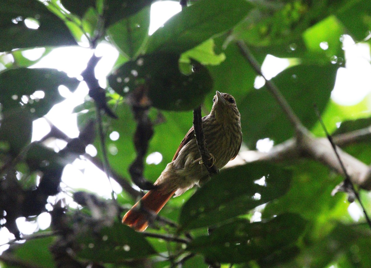 Chestnut-winged Hookbill - Richard Greenhalgh