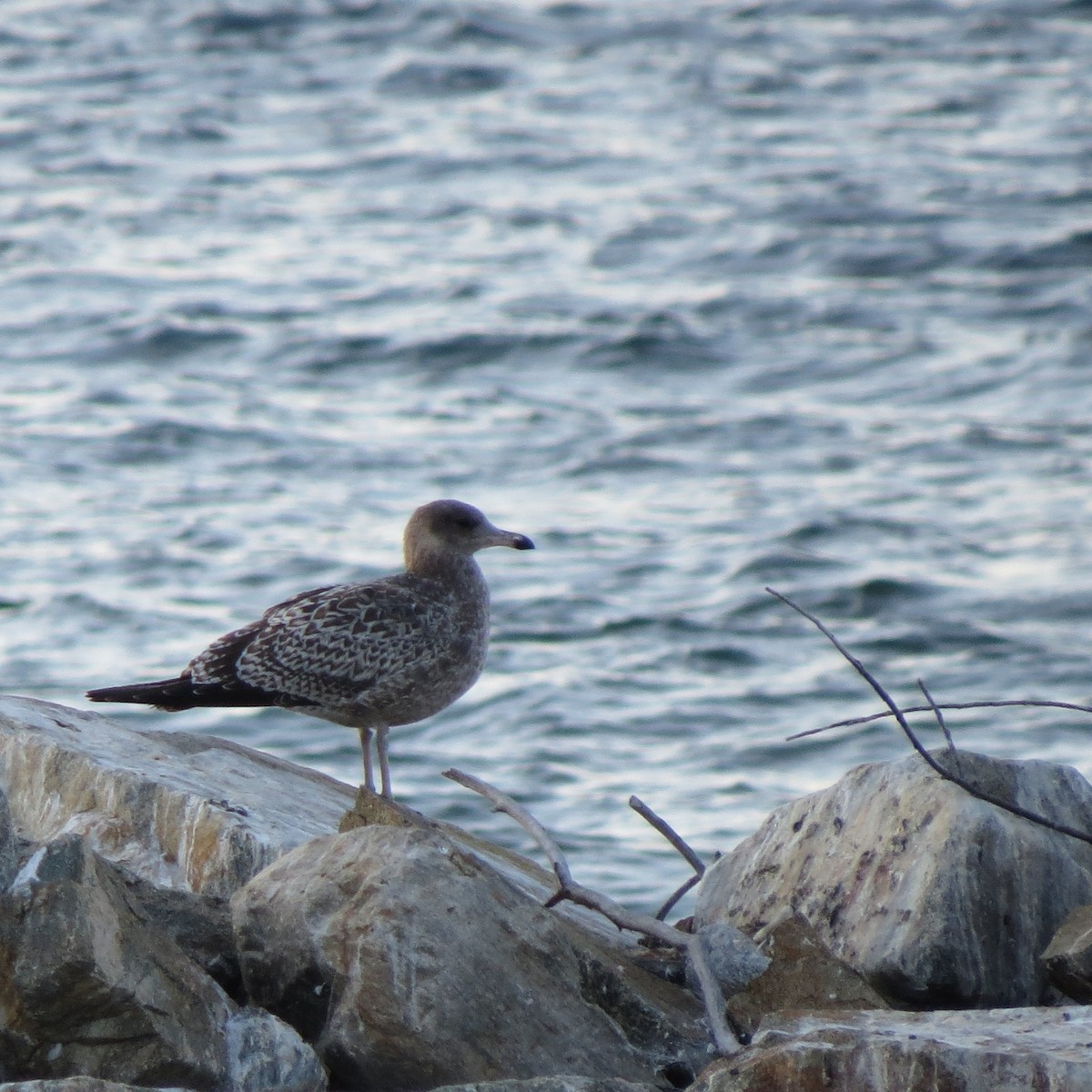 Gaviota Californiana - ML609326262