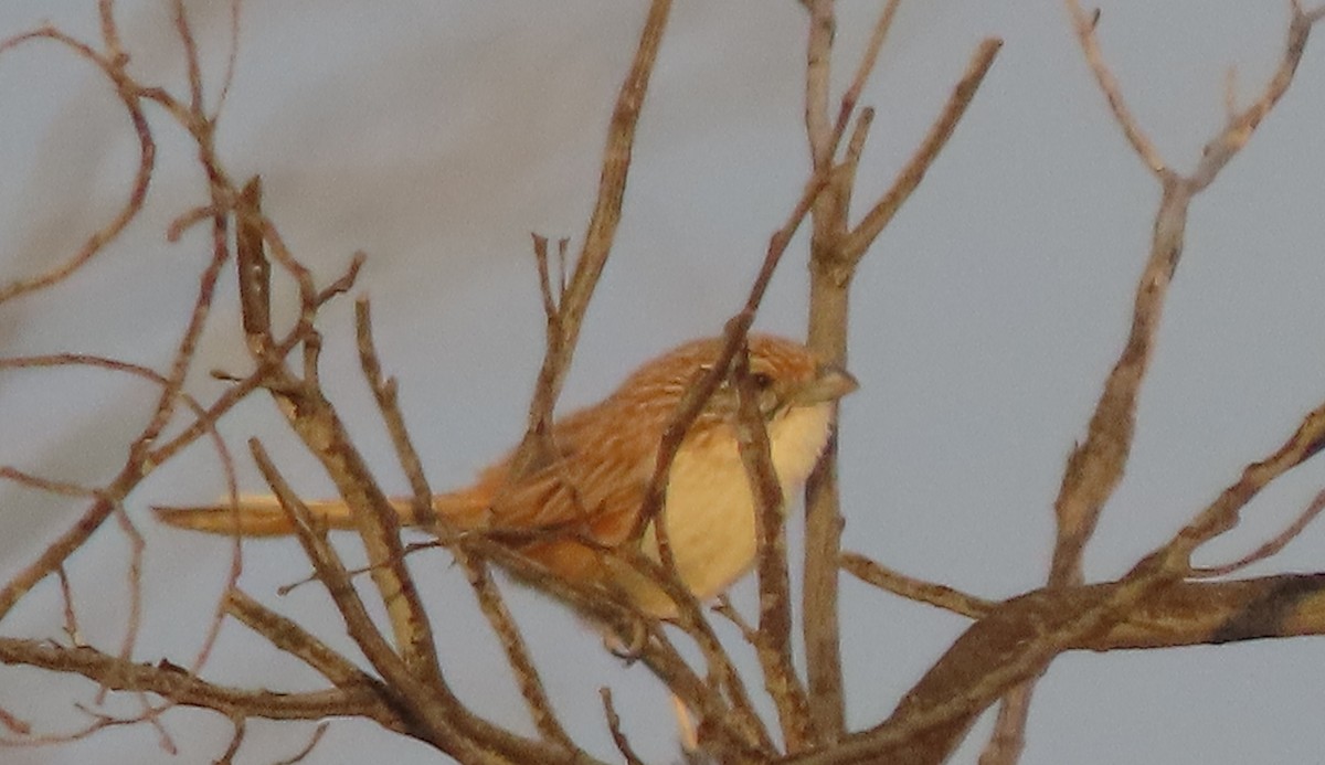 Eyrean Grasswren - ML609326269