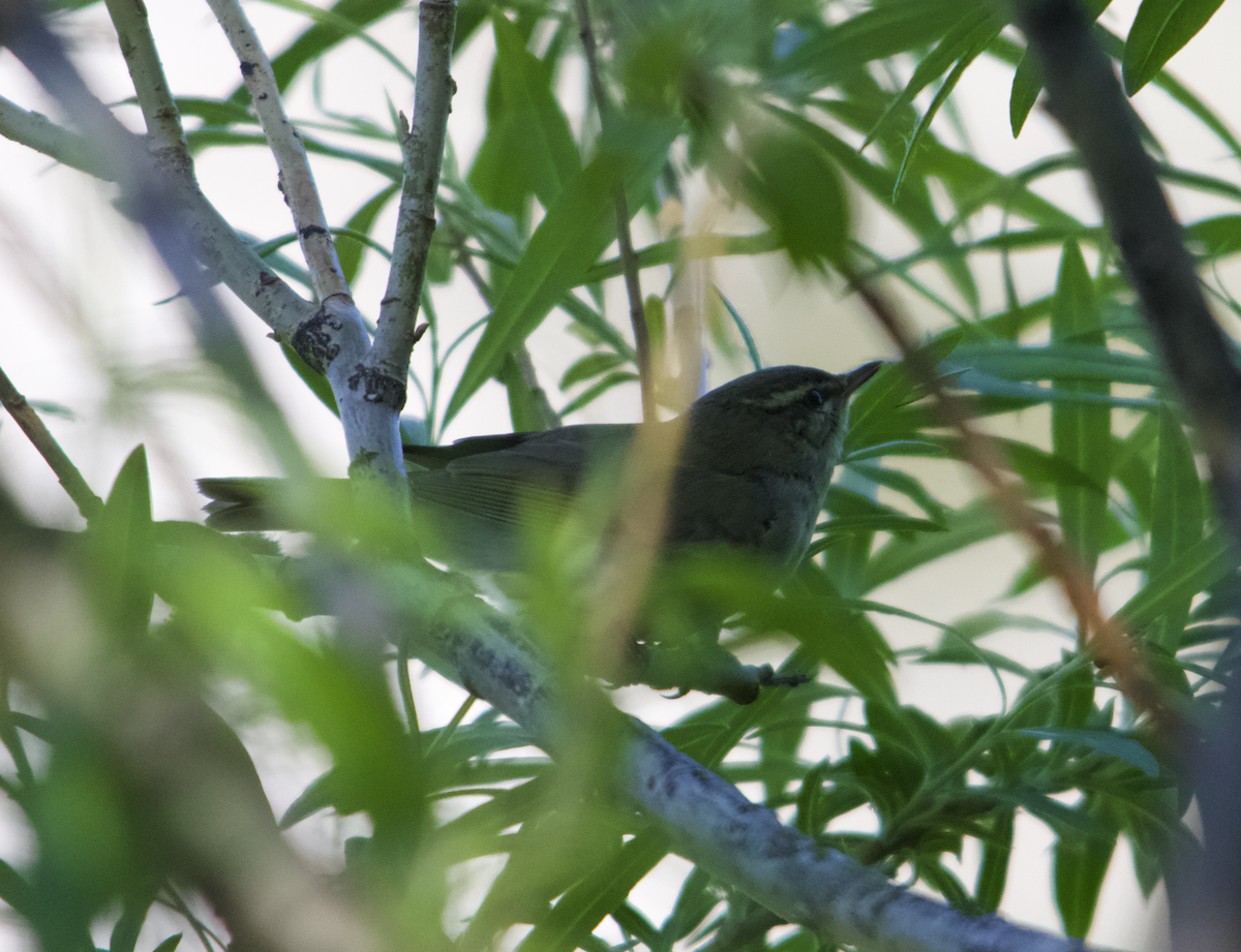 Mosquitero Boreal - ML609326272