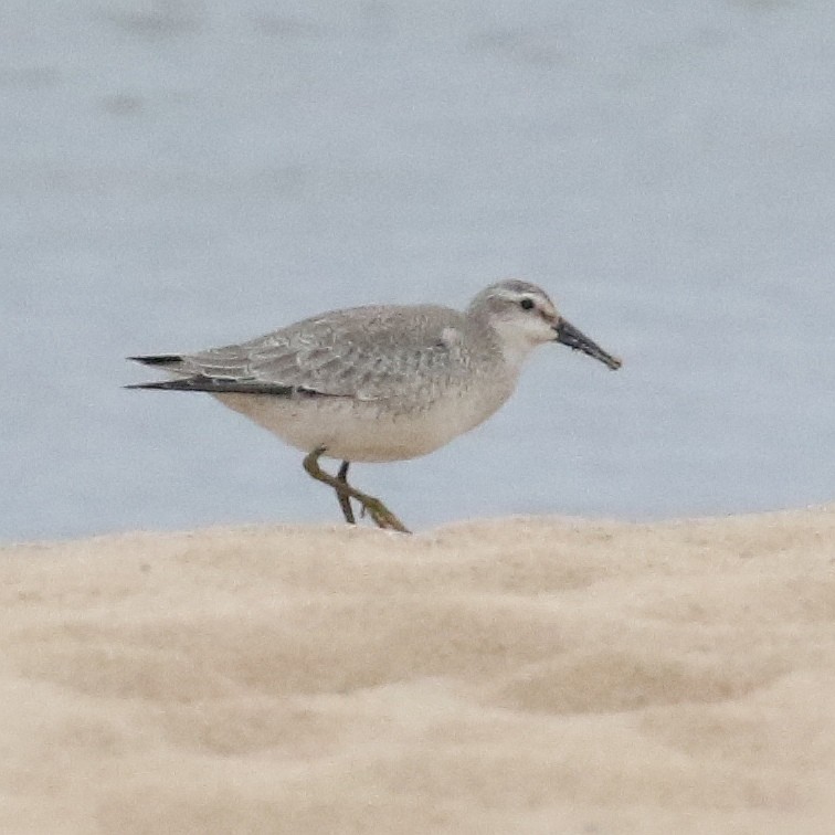 Red Knot - ML609326313