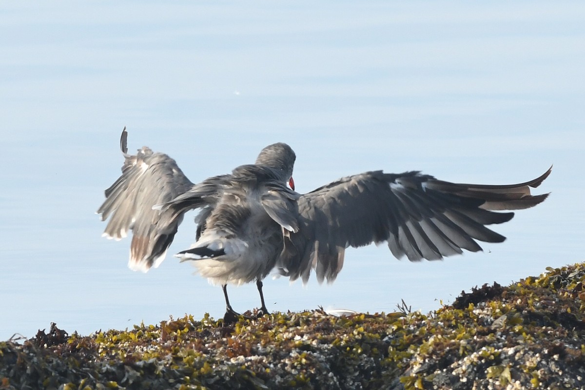 Heermann's Gull - ML609326349