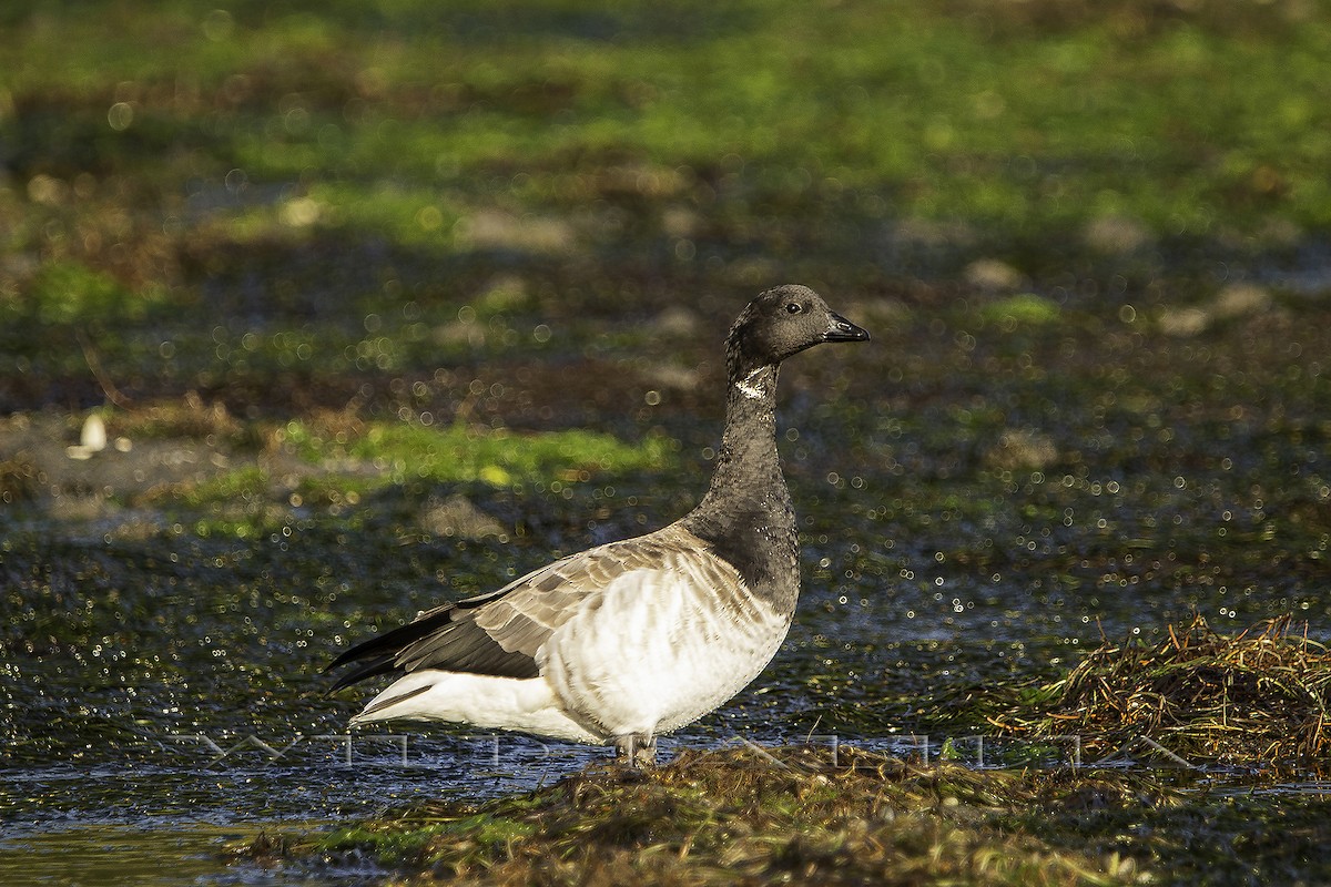 Brant (Atlantic) - Jorge Vilas