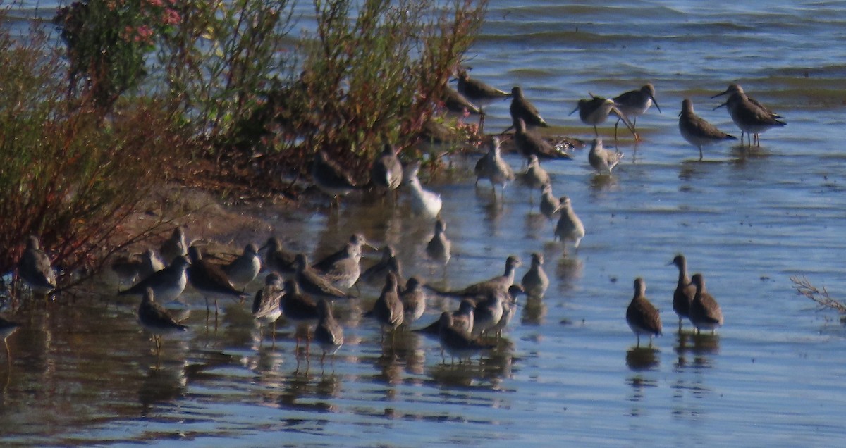Stilt Sandpiper - ML609326550