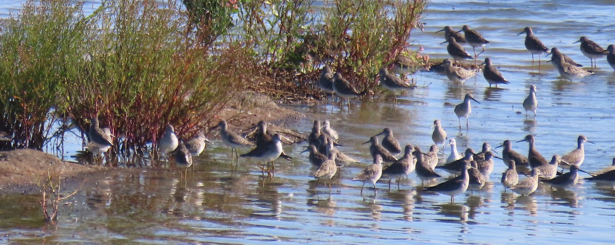 Stilt Sandpiper - ML609326551