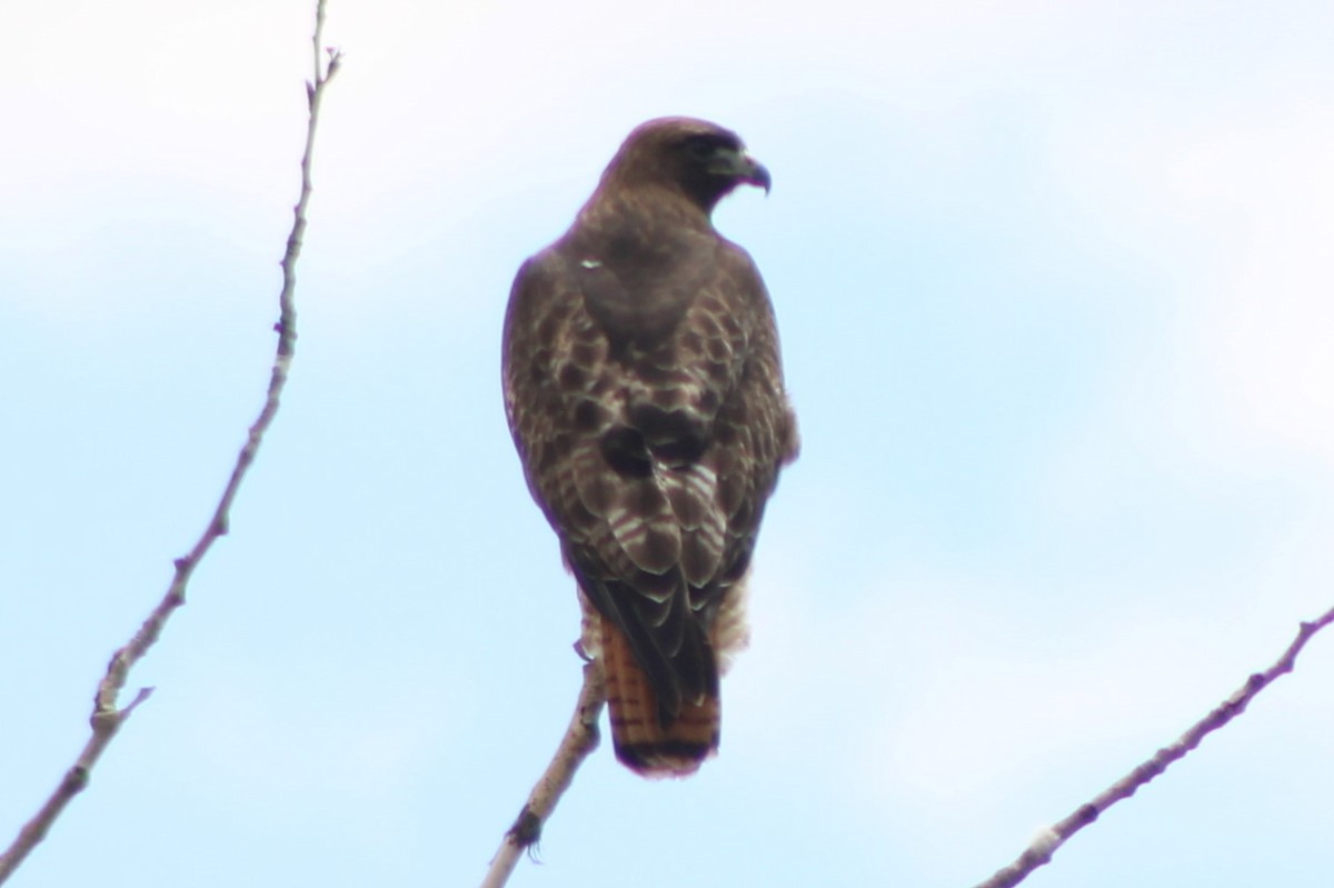 Red-tailed Hawk (calurus/alascensis) - ML609326668