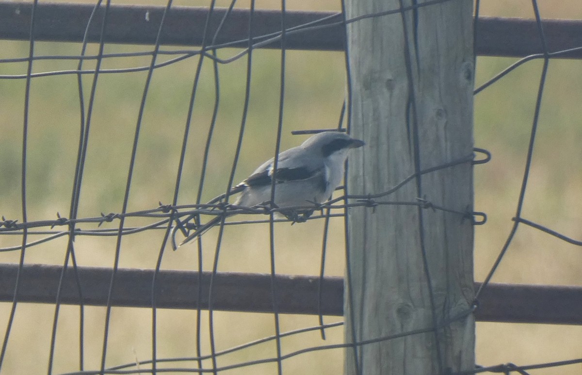 Loggerhead Shrike - Tom Wells