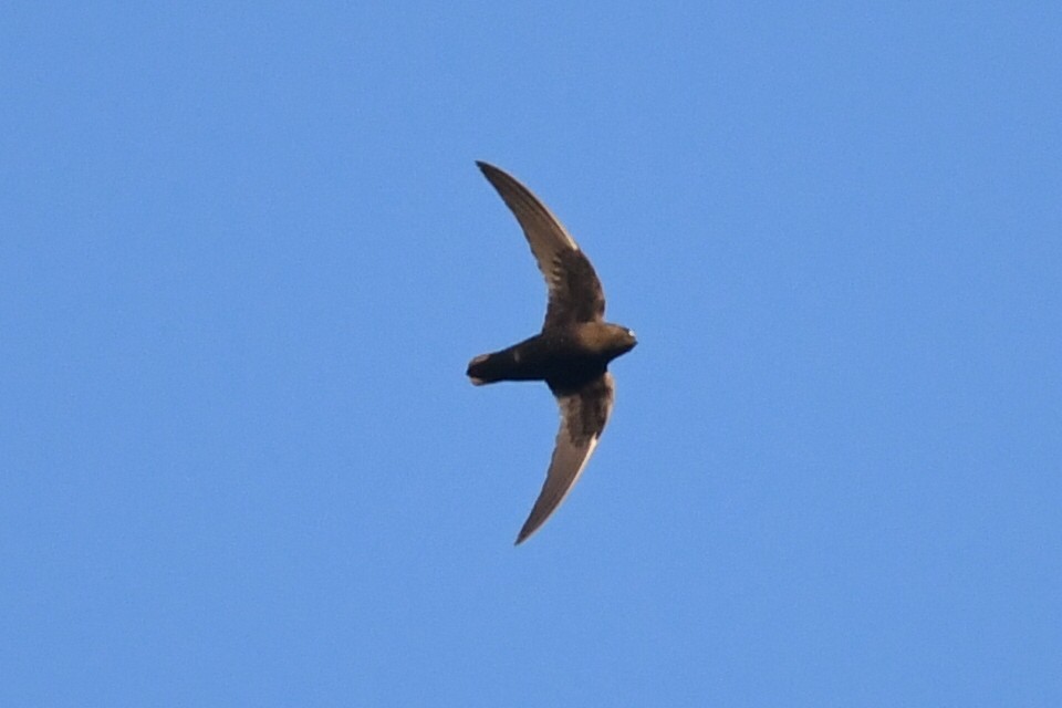 Black Swift - ML609326689