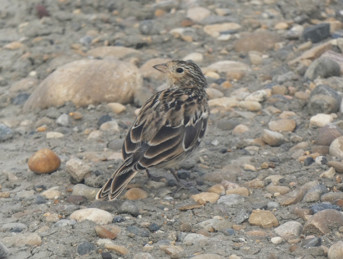 Chestnut-collared Longspur - ML609326717