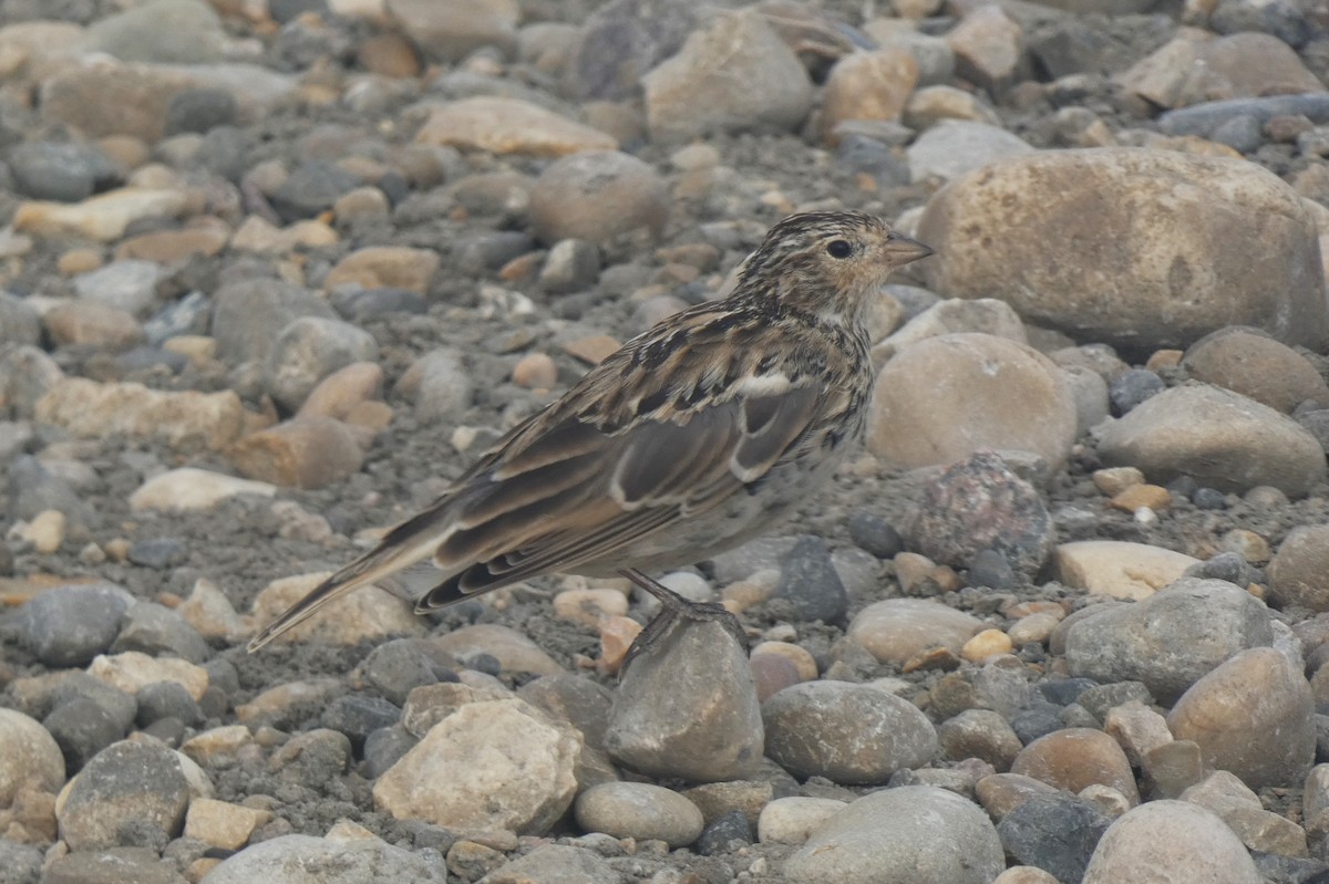 Chestnut-collared Longspur - Tom Wells