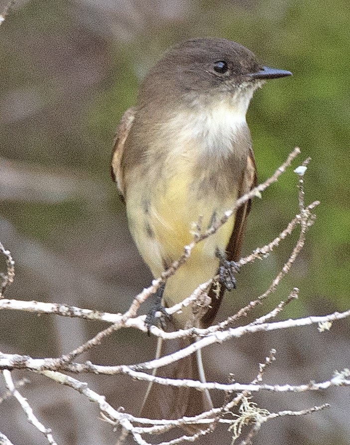 Eastern Phoebe - ML609326738