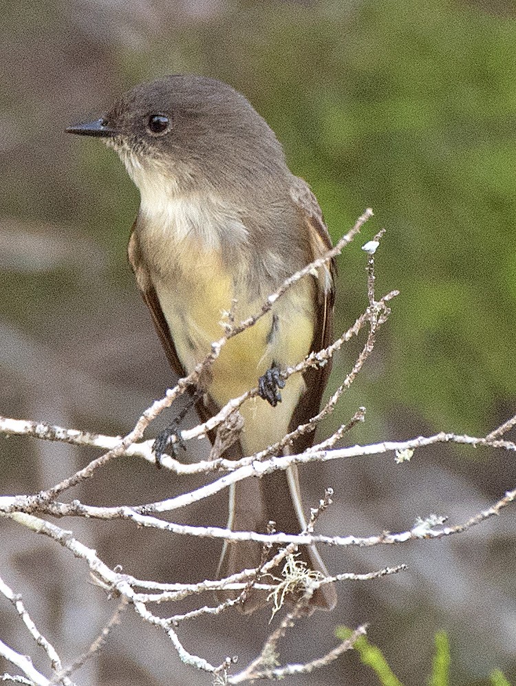 Eastern Phoebe - ML609326739