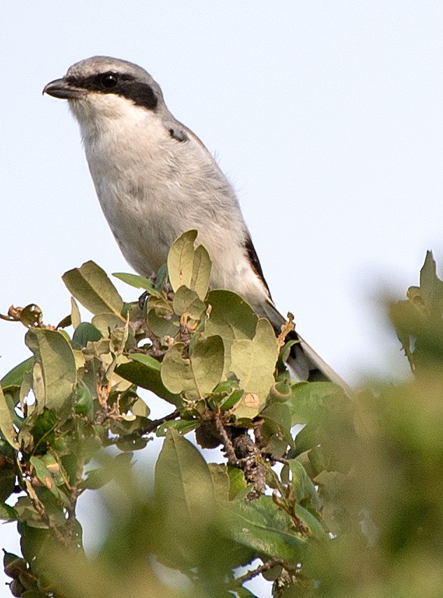 Loggerhead Shrike - ML609326747