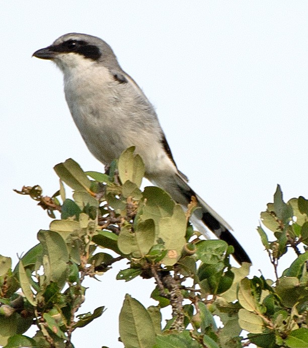 Loggerhead Shrike - ML609326748