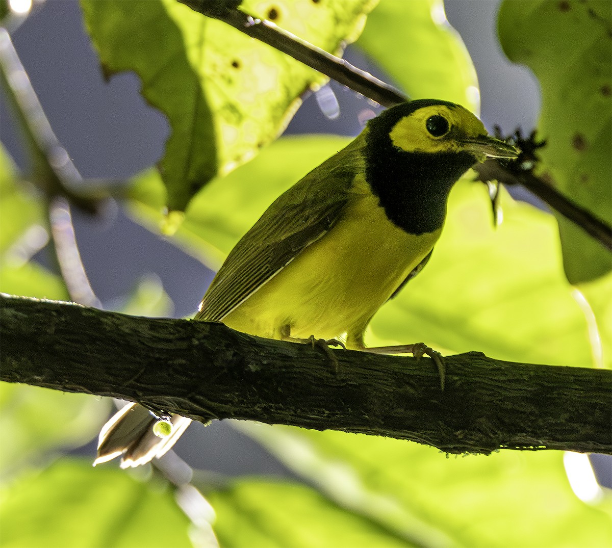 Hooded Warbler - Brad Singer