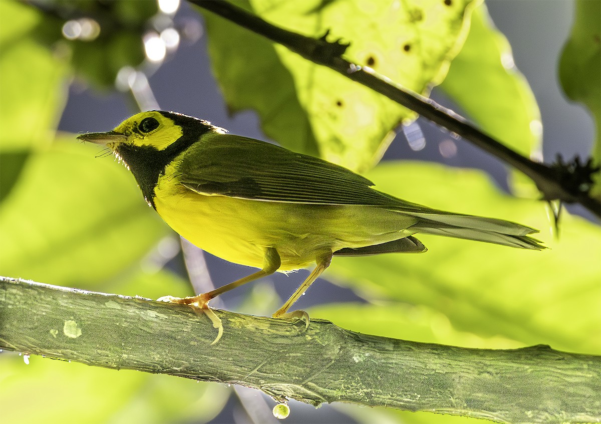 Hooded Warbler - Brad Singer