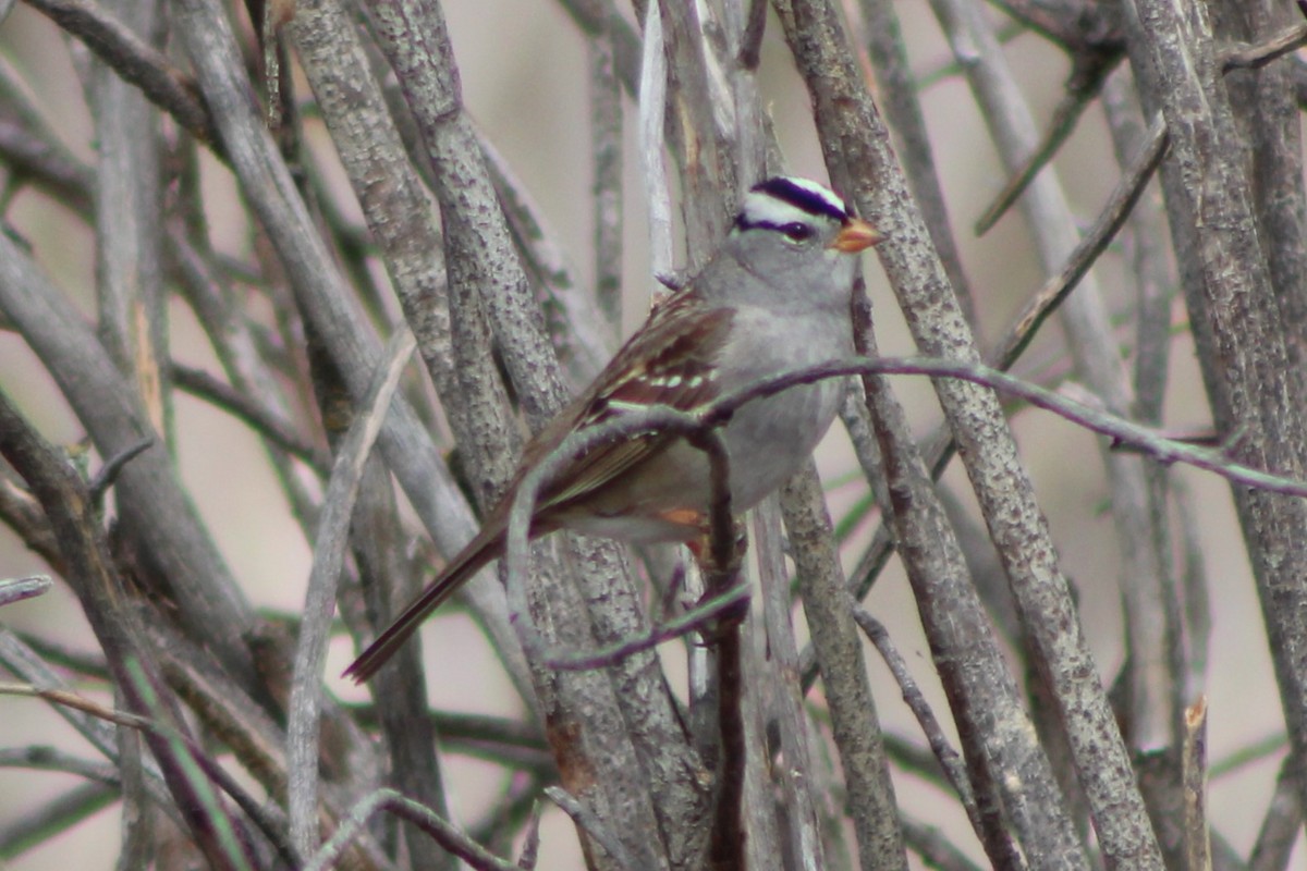 White-crowned Sparrow (Gambel's) - ML609326789