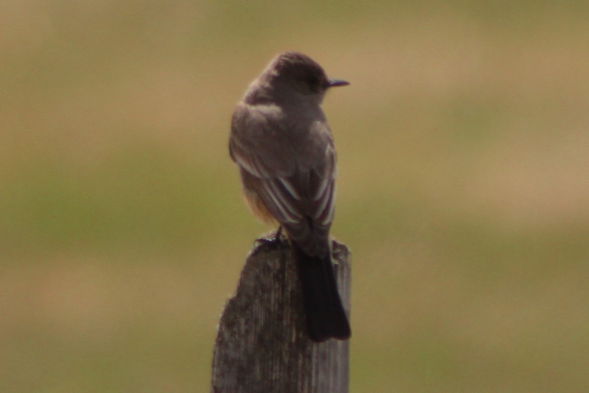 Say's Phoebe - ML609326804