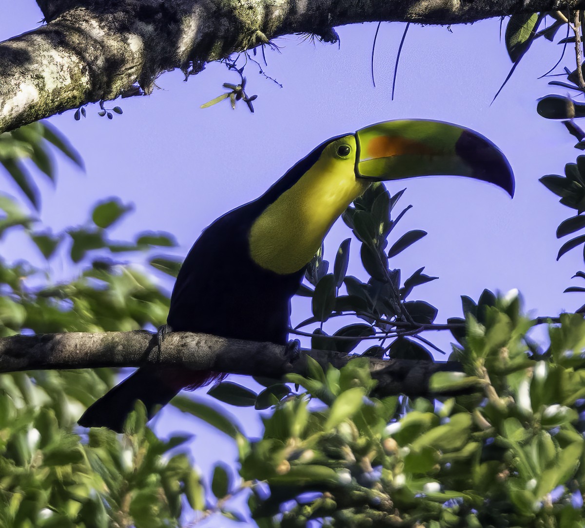 Keel-billed Toucan - ML609326856